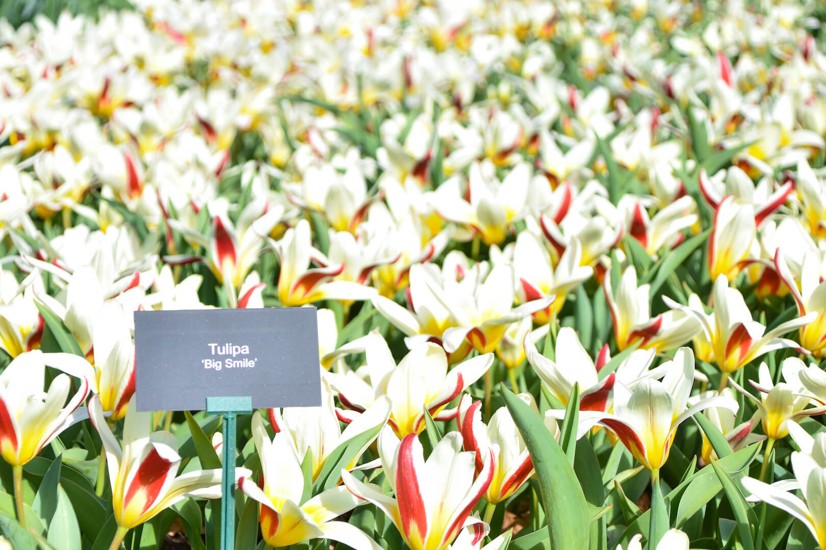 Tulipa 'Big Smile'